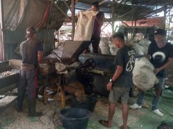 Cerita Transmigran di Kalbar Raup Ratusan Juta Tiap Bulan dari Jagung