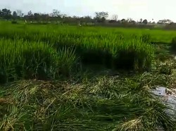 Misterius, Pelaku Perusakan Puluhan Are Sawah Warga di Lombok Barat