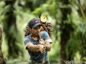 Target Peremajaan Sawit 180 Ribu Hektare Sulit Tercapai, Kenapa? Target Peremajaan Sawit 180 Ribu Hektare Sulit Tercapai, Kenapa?