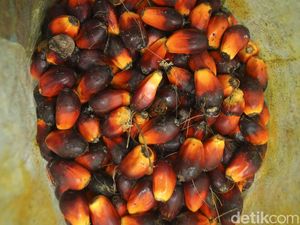 Progres Terkini Bursa CPO, Bappebti Kebut Regulasi Kelar Akhir Mei