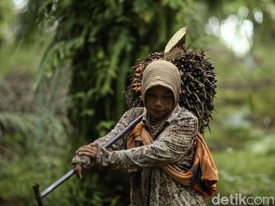 Semangat Petani Sawit Wanita di Kalimantan Barat