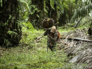 Jurus BUMN Ini Bisa Disontek Buat Geber Peremajaan Sawit Petani