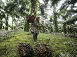 Momentum Pembenahan Pengelolaan Dana Sawit
