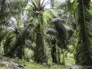 Warga dari 13 Desa di Muba Raup Cuan di Masa Peremajaan Sawit Warga dari 13 Desa di Muba Raup Cuan di Masa Peremajaan Sawit