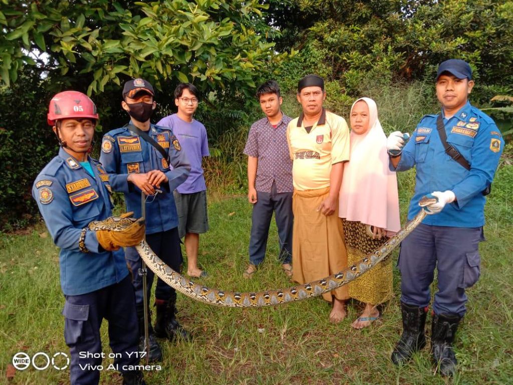 Bikin Ketakutan Warga Bogor, Ular Sanca 3 Meter Dievakuasi Damkar