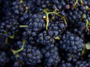 6 Manfaat Anggur untuk Kesehatan, Bisa Meningkatkan Daya Ingat