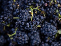 6 Manfaat Anggur untuk Kesehatan, Bisa Meningkatkan Daya Ingat