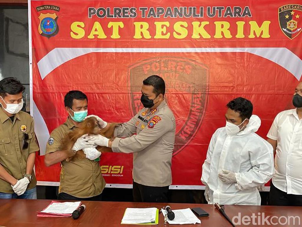Anak Orang Utan Diselamatkan Warga Taput Diserahkan ke BKSDA Anak Orang Utan Diselamatkan Warga Taput Diserahkan ke BKSDA