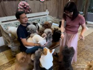 Gemasnya Anjing-anjing di Rumah Guguk, Yuk ke Sini! Gemasnya Anjing-anjing di Rumah Guguk, Yuk ke Sini!