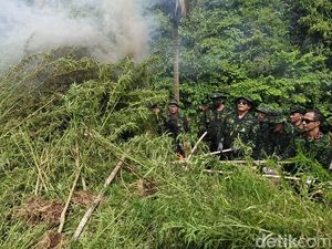 7 Jenderal BNN Turun Tangan Musnahkan Ladang Ganja di Aceh Besar
