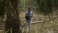 Sepenggal Kisah Petani Sawit di Ujung Negeri