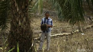Sepenggal Kisah Petani Sawit di Ujung Negeri
