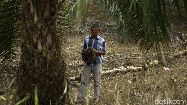 Sepenggal Kisah Petani Sawit di Ujung Negeri
