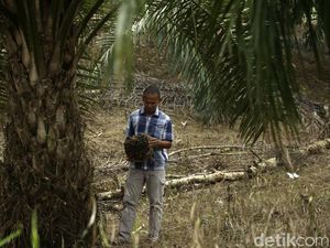 Sepenggal Kisah Petani Sawit di Ujung Negeri Sepenggal Kisah Petani Sawit di Ujung Negeri