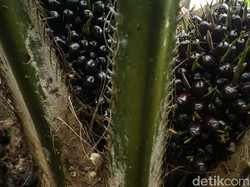 Jadi Acuan Harga Sawit, Bursa CPO RI Meluncur Besok!