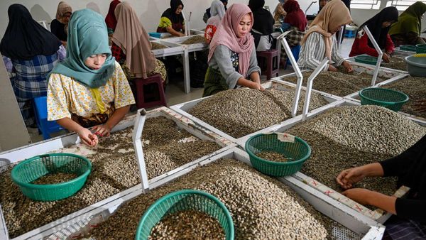 Harum Kopi Arabika Gayo Tembus Pasar Eropa dan AS