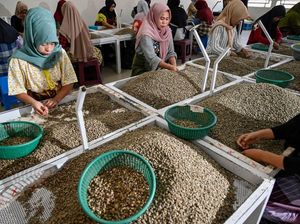 Harum Kopi Arabika Gayo Tembus Pasar Eropa dan AS Harum Kopi Arabika Gayo Tembus Pasar Eropa dan AS