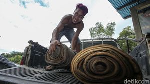 Kisah Karet di Tengah Gempuran Sawit