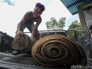 Kisah Karet di Tengah Gempuran Sawit Kisah Karet di Tengah Gempuran Sawit