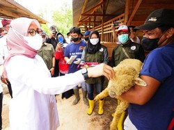 Kisah Anak Muda Banyuwangi Berdayakan Desa dengan Budidaya Domba