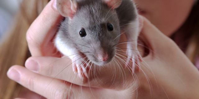 Makan Soto Mie, Netizen Ini Temukan Potongan Daging Mirip Kaki Tikus!