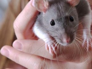 Ilmuwan Tanam Sel Otak Manusia ke Bayi Tikus dan Berhasil