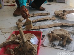 Museum Purbakala Patiayam Selamatkan Fragmen Rusa-Gajah Purba