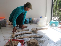 Museum Patiayam Kudus Temukan Fosil Rusa-Gajah Purba Berumur Jutaan Tahun