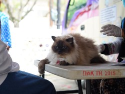 Pemkab Garut Gelar Vaksinasi Hewan Gratis, Target Bebas Rabies di 2030