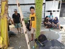 Wow! Ada Pohon Pisang Unik Jenis Rojo Sewu di Ponorogo, Jadi Tontonan Warga