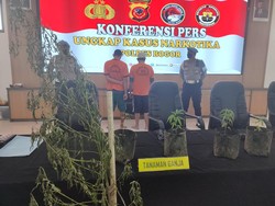 Dalih Cari Kegiatan biar Tak Sedih, 2 Pria di Bogor Malah Tanam Ganja!
