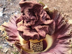 Heran Ada Tanaman Mirip Bunga Bangkai, Warga Depok Minta Peneliti Turun