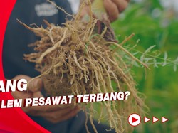 Kisah Petani Porang Banting Stir Merambah Usaha Walet