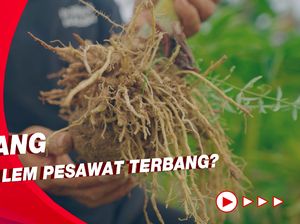 Kisah Petani Porang Banting Stir Merambah Usaha Walet Kisah Petani Porang Banting Stir Merambah Usaha Walet