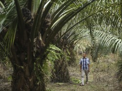 KUR Bantu Petani di Wilayah Terdepan RI Kembangkan Perkebunan Sawit