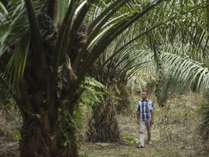 KUR Bantu Petani di Wilayah Terdepan RI Kembangkan Perkebunan Sawit KUR Bantu Petani di Wilayah Terdepan RI Kembangkan Perkebunan Sawit