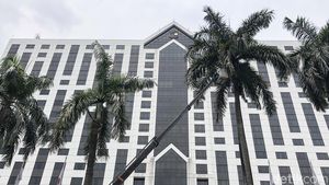 Wow! Pangkas Pelepah Palem di Senayan Pakai Crane Lho
