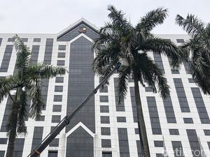 Wow! Pangkas Pelepah Palem di Senayan Pakai Crane Lho