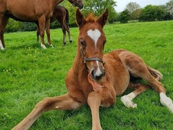 RKUHP Disahkan Besok, Hubungan Seks dengan Hewan Dibui 1 Tahun