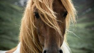 10 Bukti Bahwa Kuda adalah Makhluk Tercantik