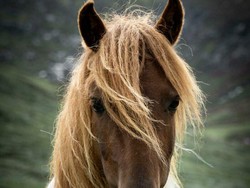 5 Hewan yang Dikisahkan dalam Al Quran