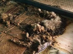 Pemilik Penampungan Telantarkan Kucing di Pekanbaru Kabur ke Sumbar Pemilik Penampungan Telantarkan Kucing di Pekanbaru Kabur ke Sumbar