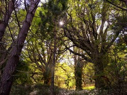 Oksigen Akan Habis, Tak Sanggup Lagi Menopang Kehidupan Bumi