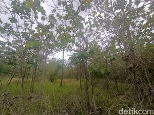 Viral ASN Tepergok Mesum di Tengah Ladang Gunungkidul Viral ASN Tepergok Mesum di Tengah Ladang Gunungkidul