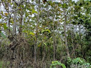 ASN Mesum Bareng Wanita di Ladang Gunungkidul Disidang Warga ASN Mesum Bareng Wanita di Ladang Gunungkidul Disidang Warga