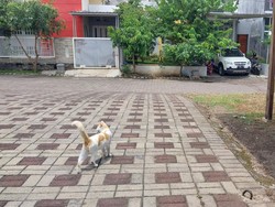 Populasi Kucing Rumahan Disebut Meningkat, Begini Penjelasan Pakar