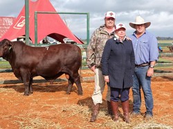 Sapi Jantan Australia Ini Dianggap Seksi, Harganya Sama dengan Mobil Mewah