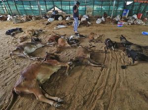 Sapi-sapi di India Mati Terserang Wabah Kulit Berbenjol