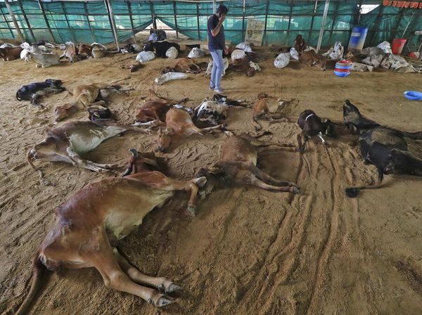 Sapi-sapi di India Mati Terserang Wabah Kulit Berbenjol