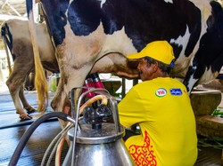 Produksi Susu Nasional Digenjot, Ini Bocoran Insentif buat Industri